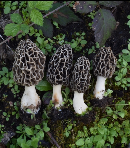 Morchella