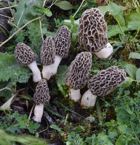 American yellow morel