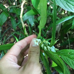 Cyrtandra umbellifera