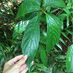 Cyrtandra umbellifera