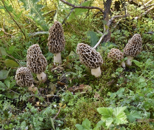 American yellow morel