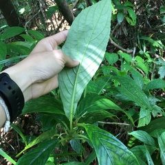 Cyrtandra umbellifera