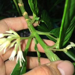 Cyrtandra umbellifera