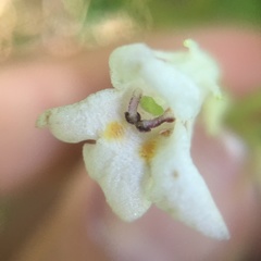 Cyrtandra umbellifera