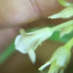 Cyrtandra umbellifera