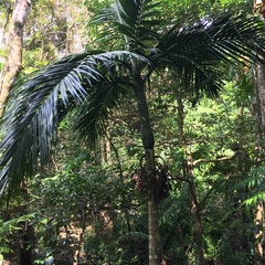 Pinanga tashiroi