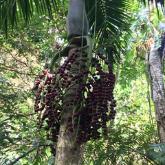 Pinanga tashiroi
