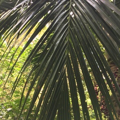 Pinanga tashiroi
