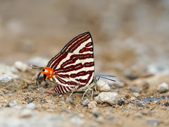 Cigaritis lohita