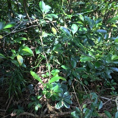 Alyxia monticola