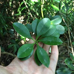 Alyxia monticola