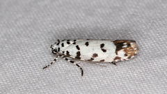Ethmia postica