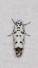 Ethmia postica