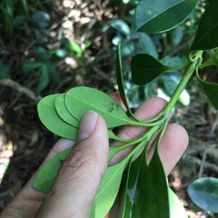 Alyxia monticola