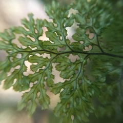 Hymenophyllum denticulatum