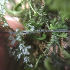 Hymenophyllum denticulatum