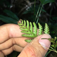 Davallia repens