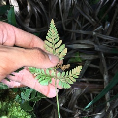 Davallia repens