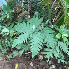 Tectaria griffithii