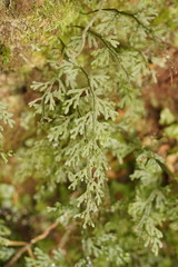 Hymenophyllum australe