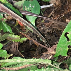 Tectaria griffithii