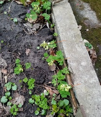 Caucasian Corydalis (Corydalis caucasica)
