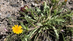 Calendula tripterocarpa