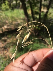 Bromus porteri