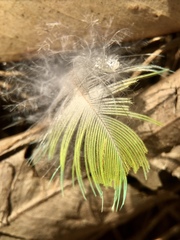 Psittaculidae