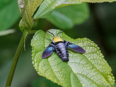 Sataspes tagalica