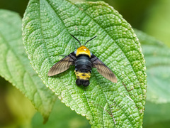 Sataspes xylocoparis