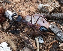 Myrmecia fuscipes