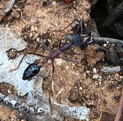 Myrmecia fuscipes