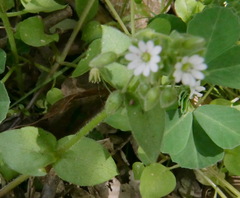 Stellaria cupaniana