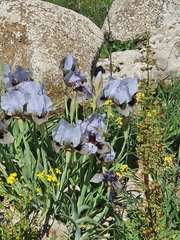 Iris hermona