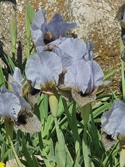Iris hermona