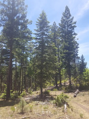 Pseudotsuga menziesii glauca