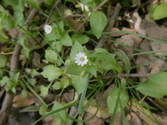 Stellaria cupaniana