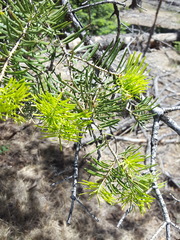 Pseudotsuga menziesii glauca