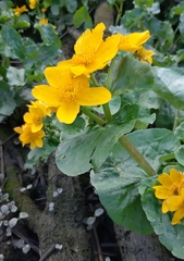 Caltha palustris radicans