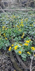 Caltha palustris radicans