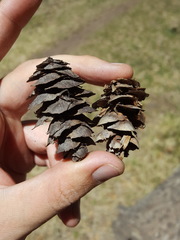 Pseudotsuga menziesii glauca