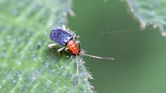 Trichobalya bowringii