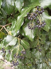 Hedera helix