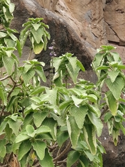 Coleus barbatus image