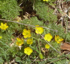 Ranunculus millefolius