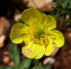 Ranunculus millefolius
