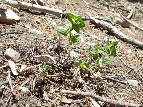 New Mexico Giant Hyssop (Agastache neomexicana)