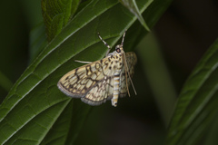 Haritalodes