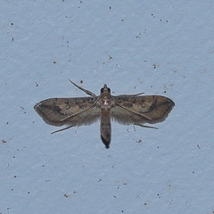 Hydriris chalybitis